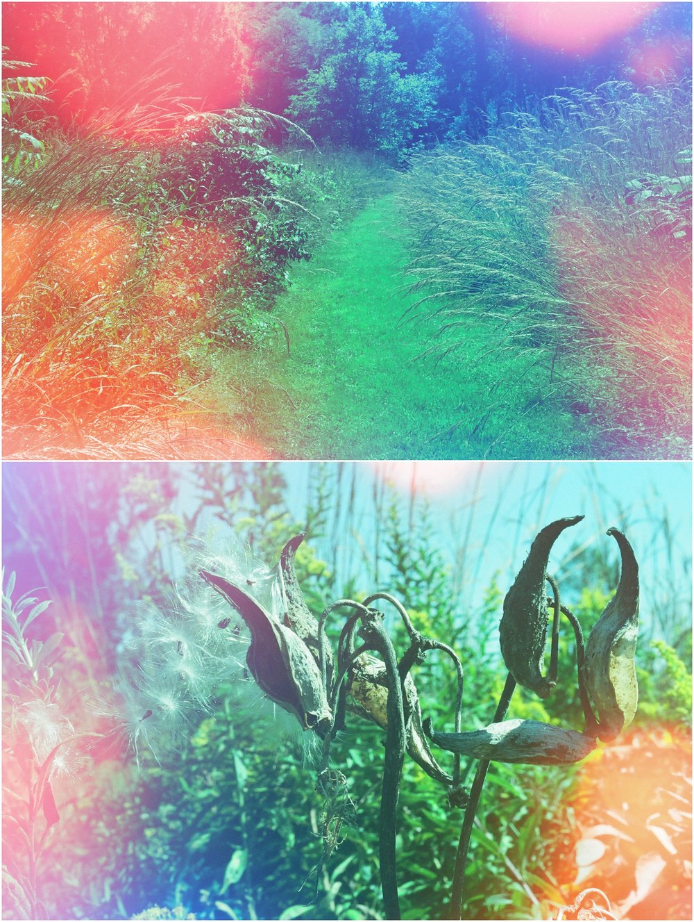 Westmore Park, August 2018