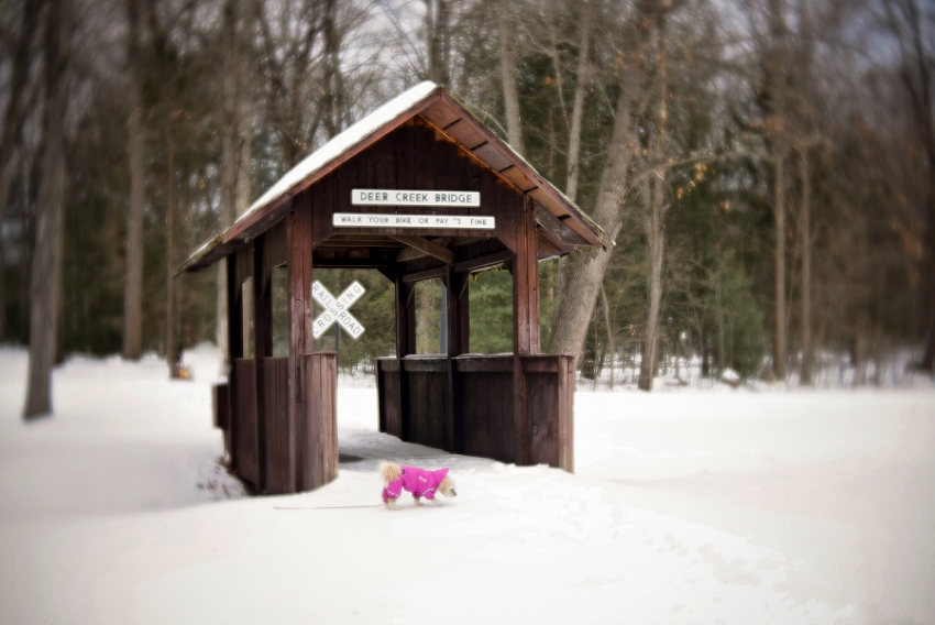 Week 04- Walk Your Horse or Pay a Fine, Massachusetts