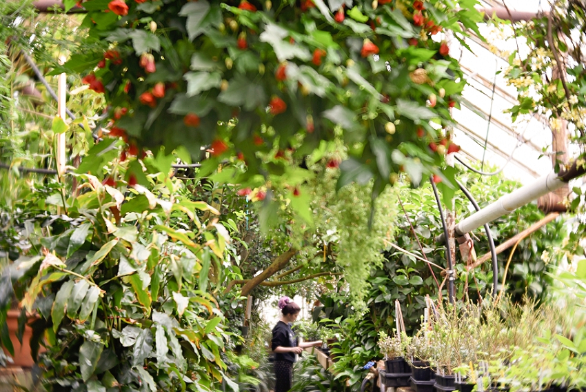 Week 16- Logees Plant Loves Paradise, Connecticut