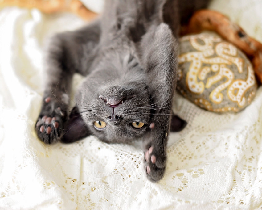 20181204_365 Project 2018_338.365_163.jpg