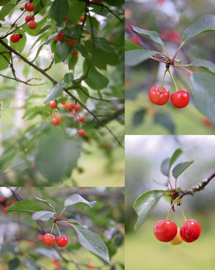 20190630_365 Project 2019_365.181_206.jpg