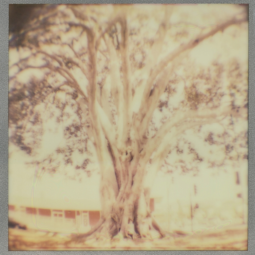 Santa Paula CA, Giant Fig Tree (Expired film, fish eye lens)