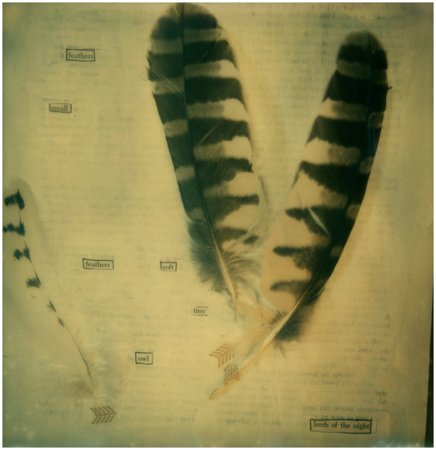 Phyllis Meredith Photography&nbsp;