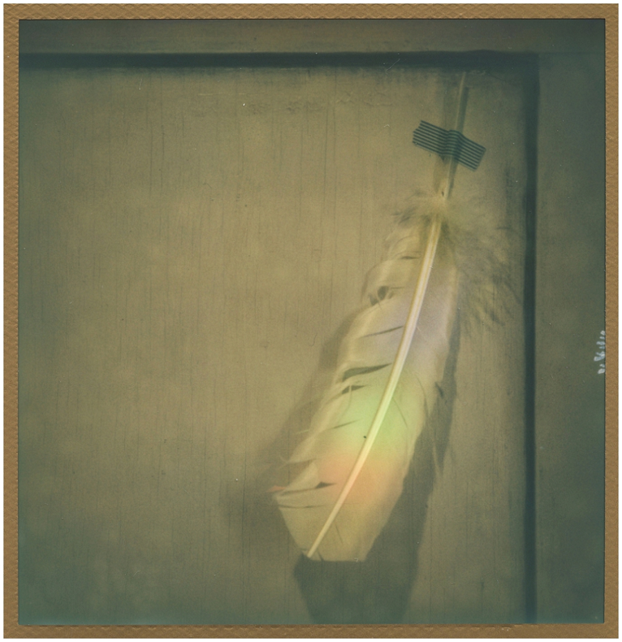 Phyllis Meredith Photography   