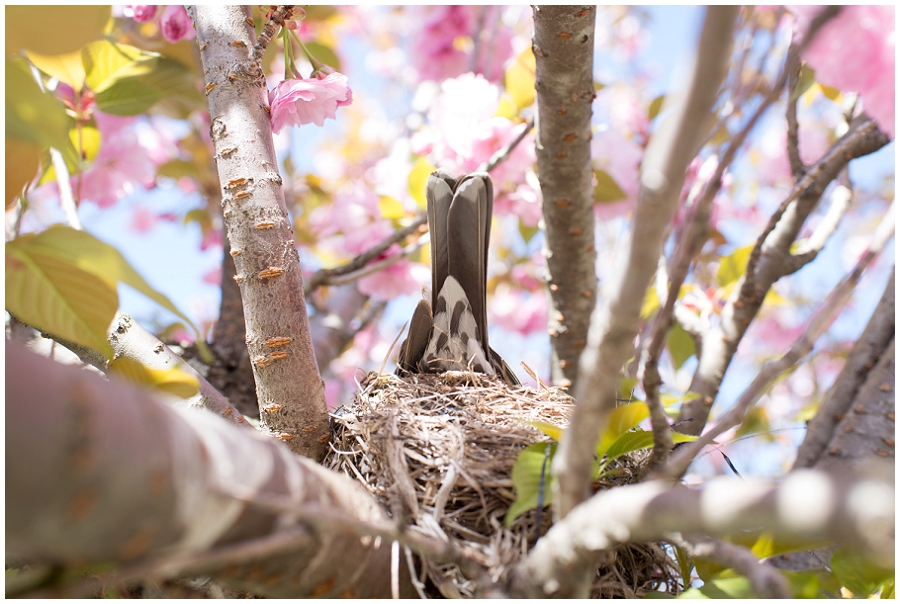 Phyllis Meredith Photography