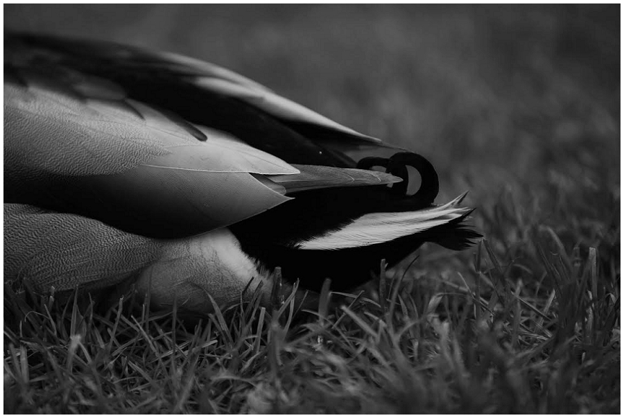 Lili Love Photography