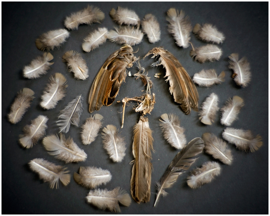 Phyllis Meredith Photography&nbsp;