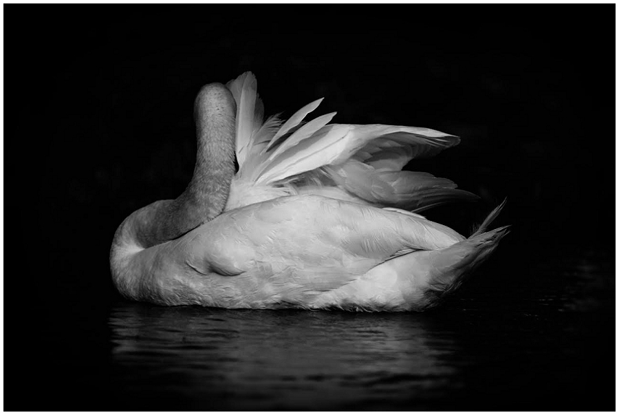 Lili Love Photography&nbsp;