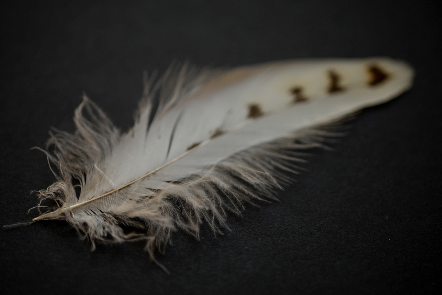 Phyllis Meredith Photography&nbsp;