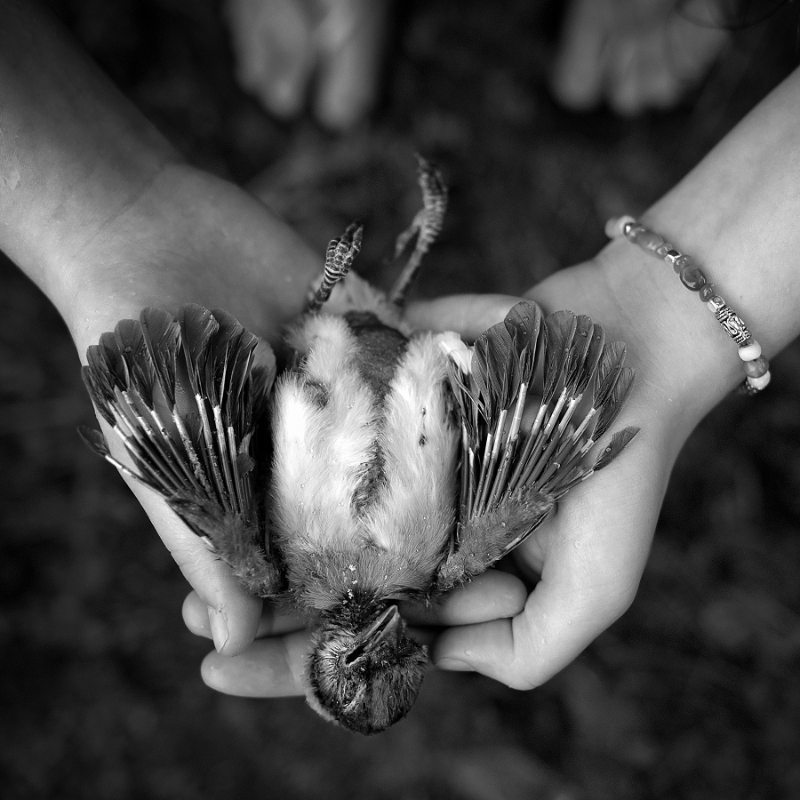 Phyllis Meredith Photography&nbsp;