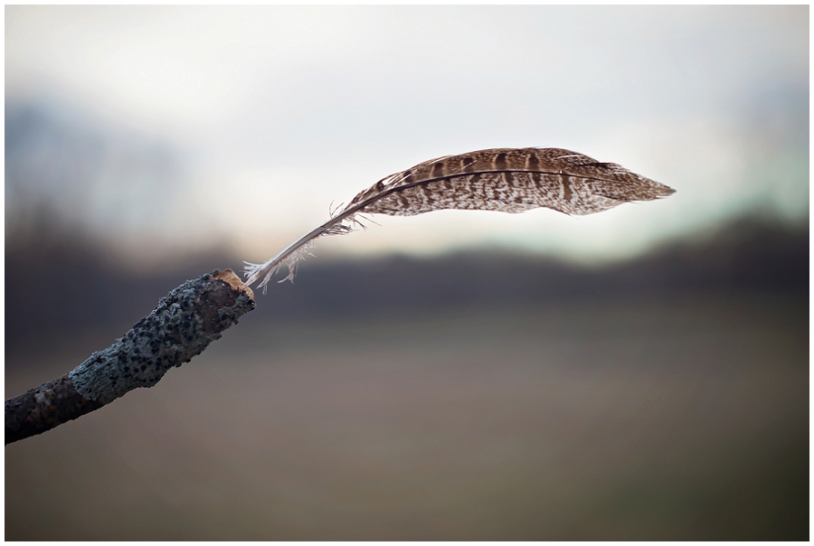 Phyllis Meredith Photography