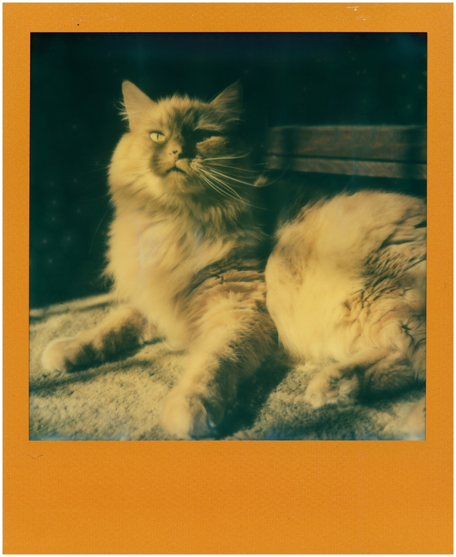 Phyllis Meredith Photography&nbsp;