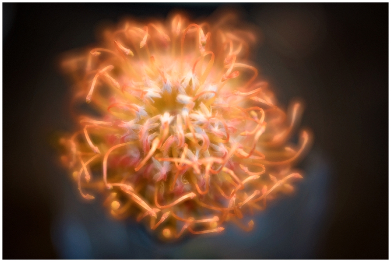 Phyllis Meredith Photography&nbsp;