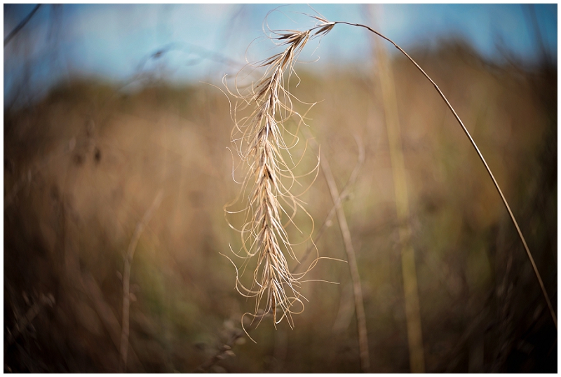 Phyllis Meredith Photography&nbsp;