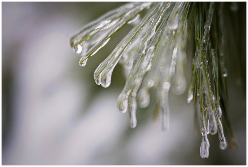 Phyllis Meredith Photography&nbsp;