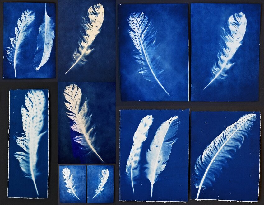 I never tire of feathers, I wish we were still doing the Feathered Project!