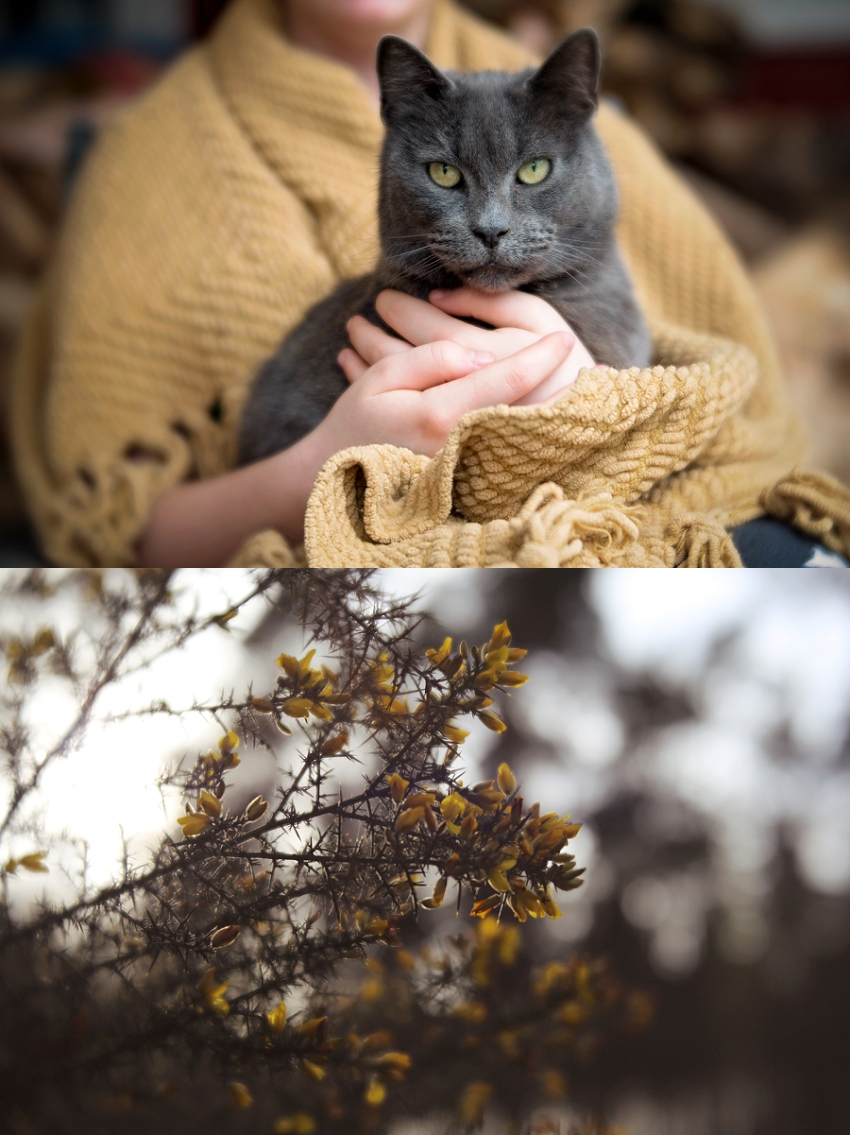 Phyllis Meredith Photography Top Image  Lili Love Photography Bottom Image