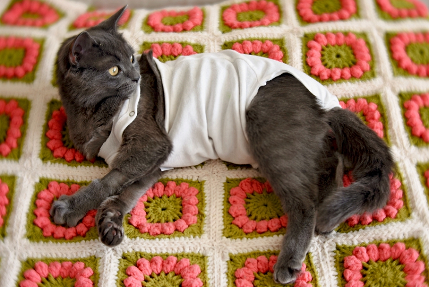 Week 13- Kitten in a Onesie, Massachusetts