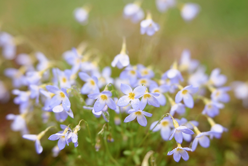 Week 18- April showers and May flowers, Massachusetts