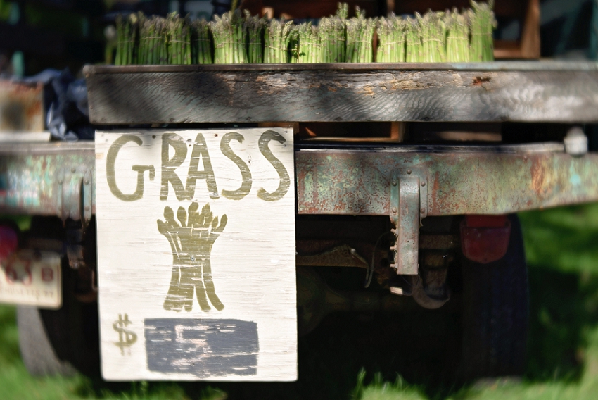 Week 20- Hadley Grass, Massachusetts