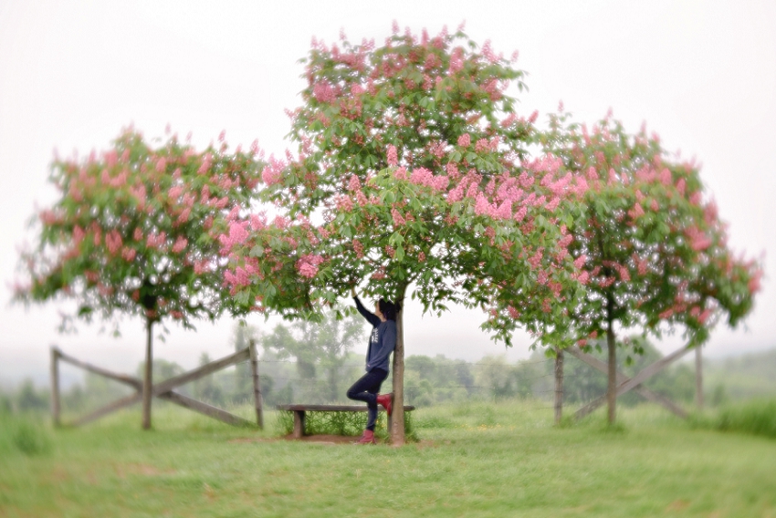 Week 22- Waiting for Spring, Massachusetts