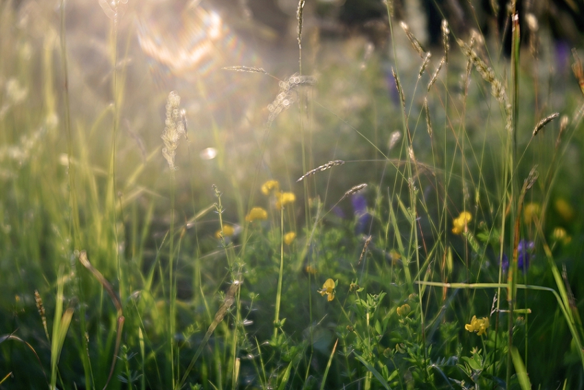 Week 24- Late Spring in the Meadow, Connecticut