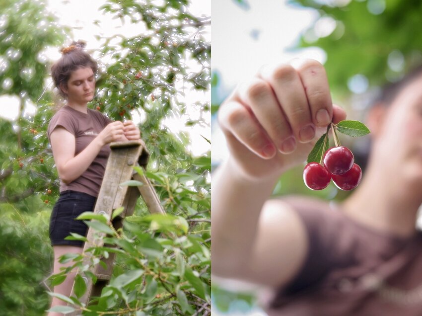 Week, 27 Sour Cherries Sweet Jam, Massachusetts
