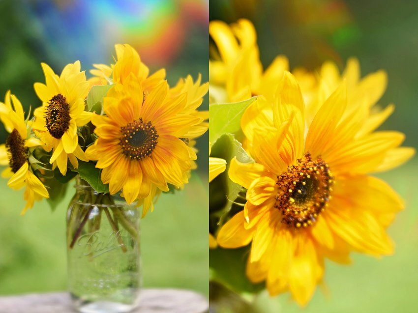 Week 37, Sunny, Massachusetts